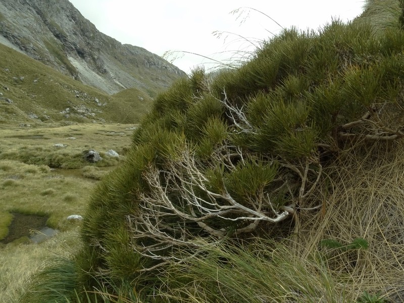 Olearia crosby-smithiana photo 6