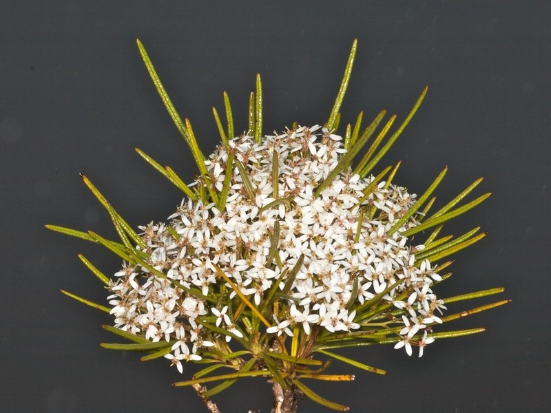 Olearia crosby-smithiana photo 7