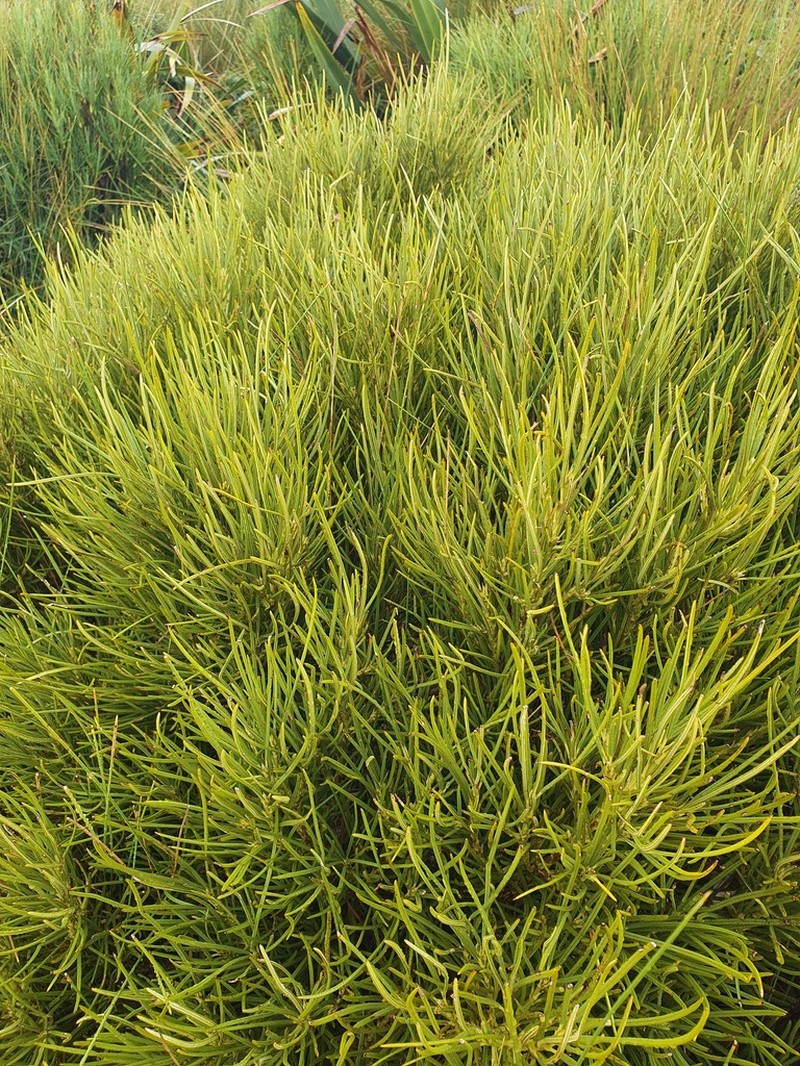 Olearia crosby-smithiana photo 8