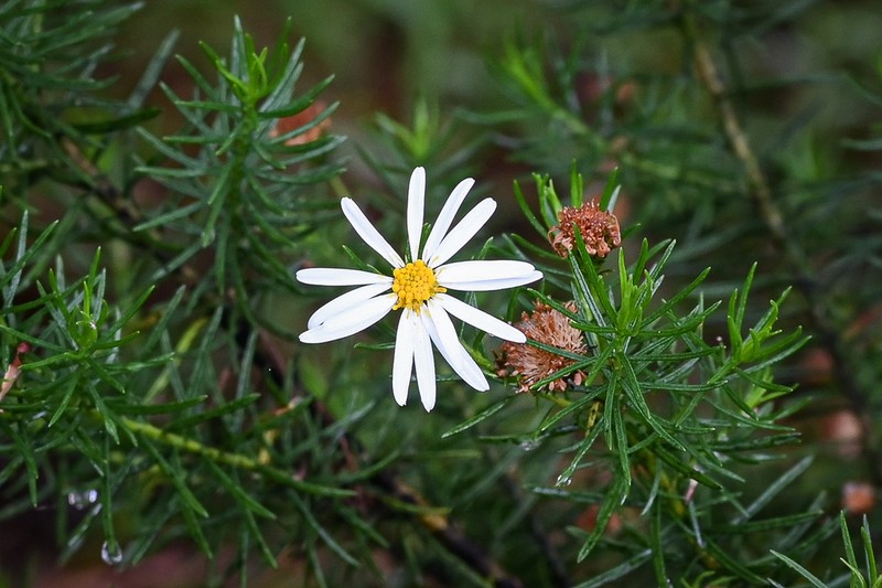 Olearia curticoma photo 3