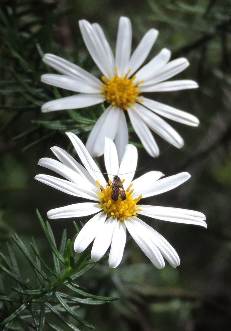 Olearia curticoma photo 4