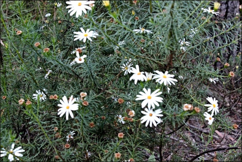 Olearia curticoma photo 5