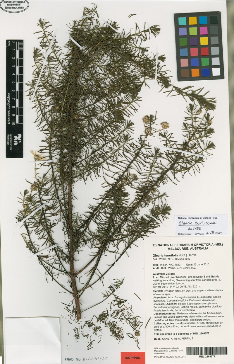 Olearia curticoma photo 6