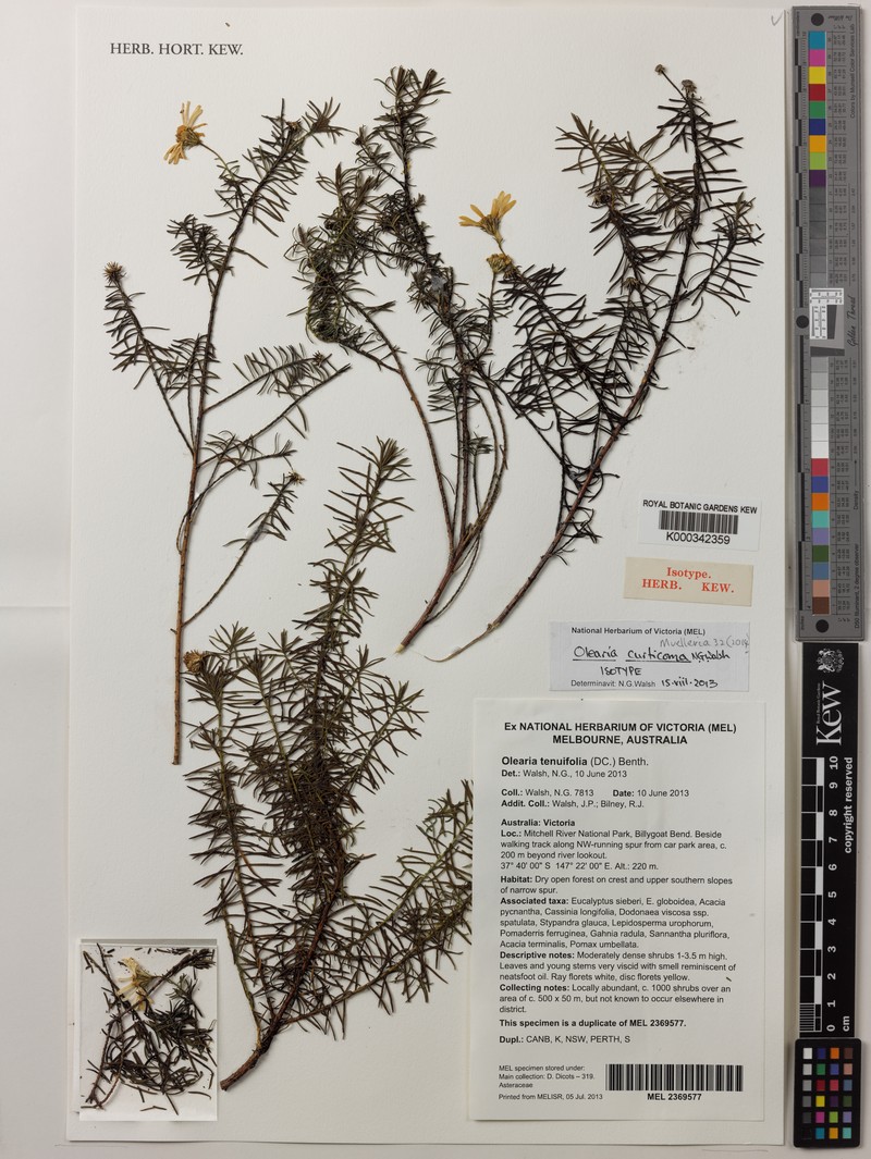 Olearia curticoma photo 7