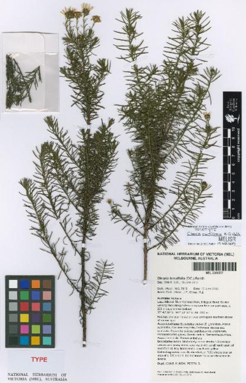 Olearia curticoma photo 8