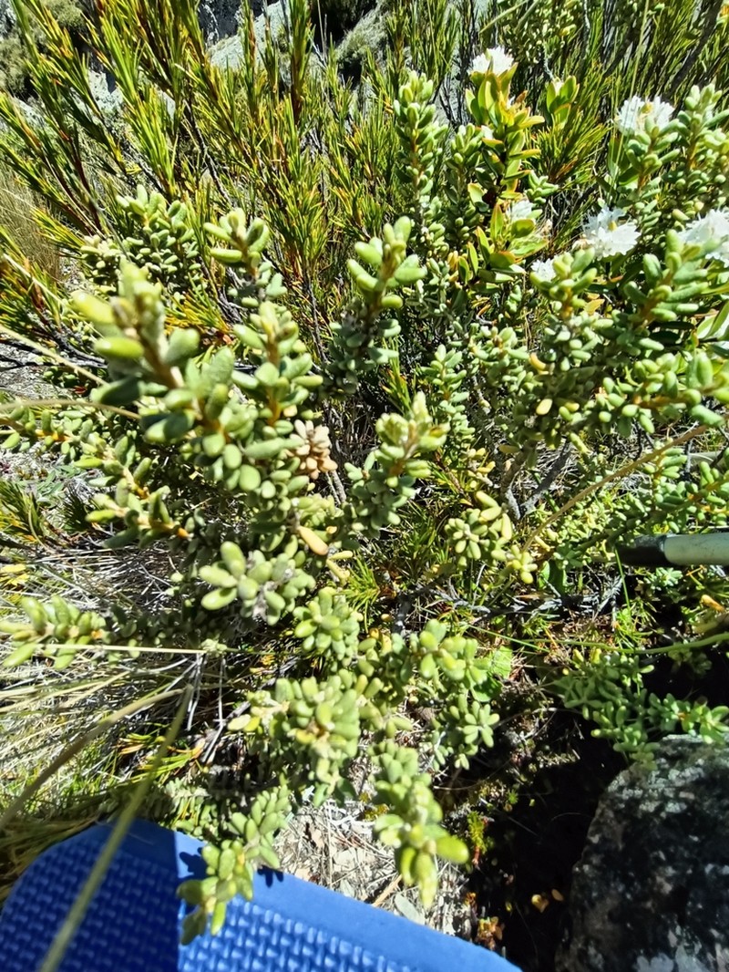 Olearia cymbifolia