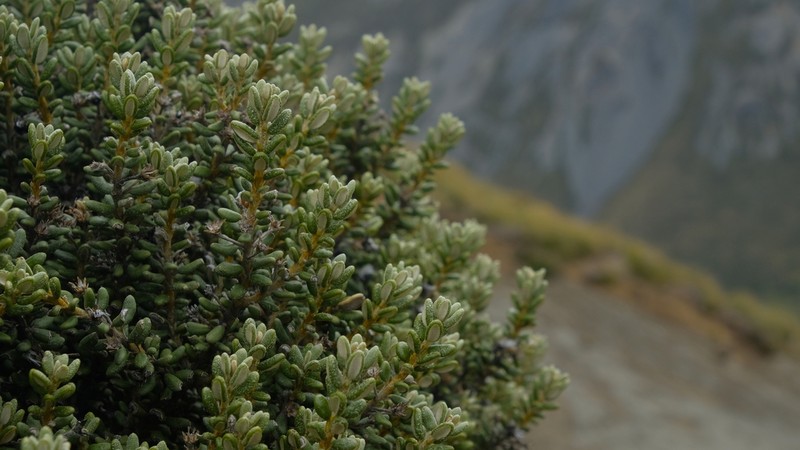 Olearia cymbifolia photo 2