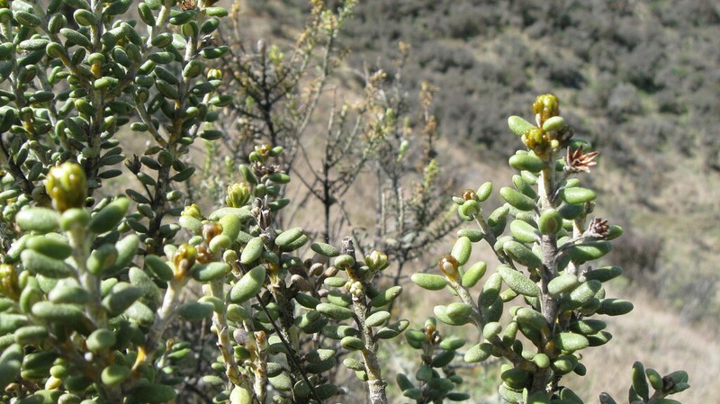 Olearia cymbifolia photo 3