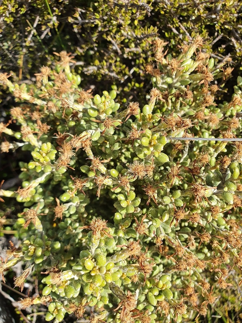 Olearia cymbifolia photo 4