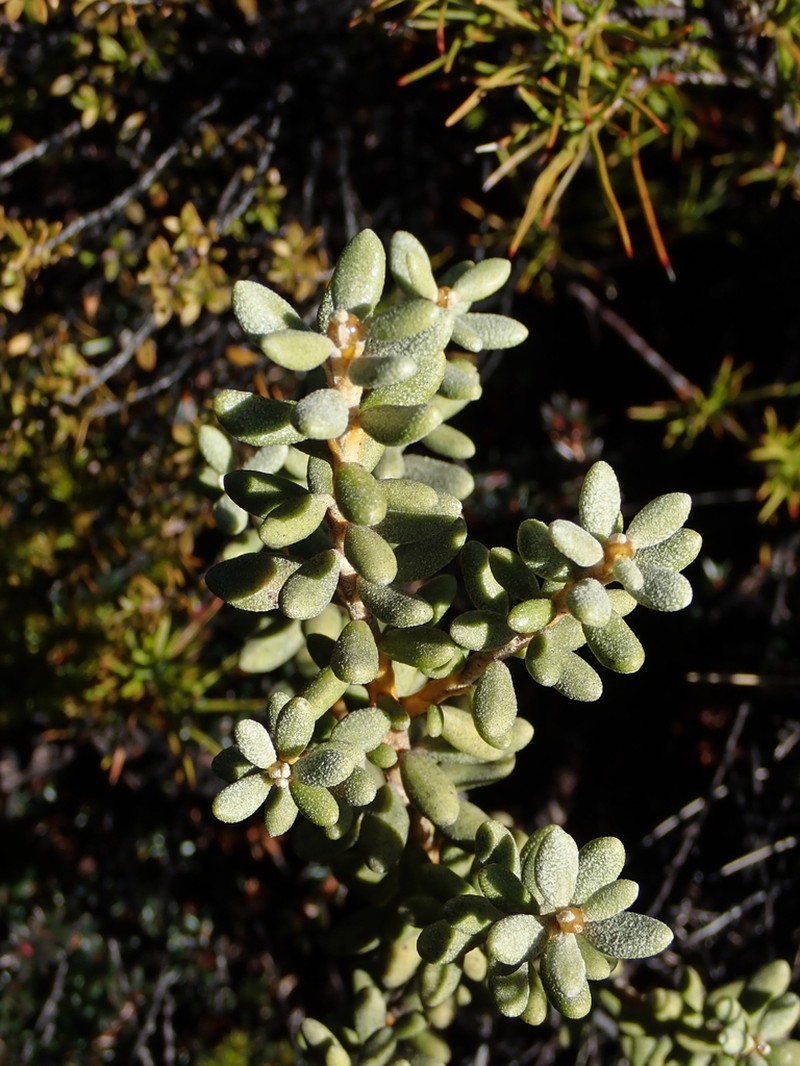Olearia cymbifolia photo 5