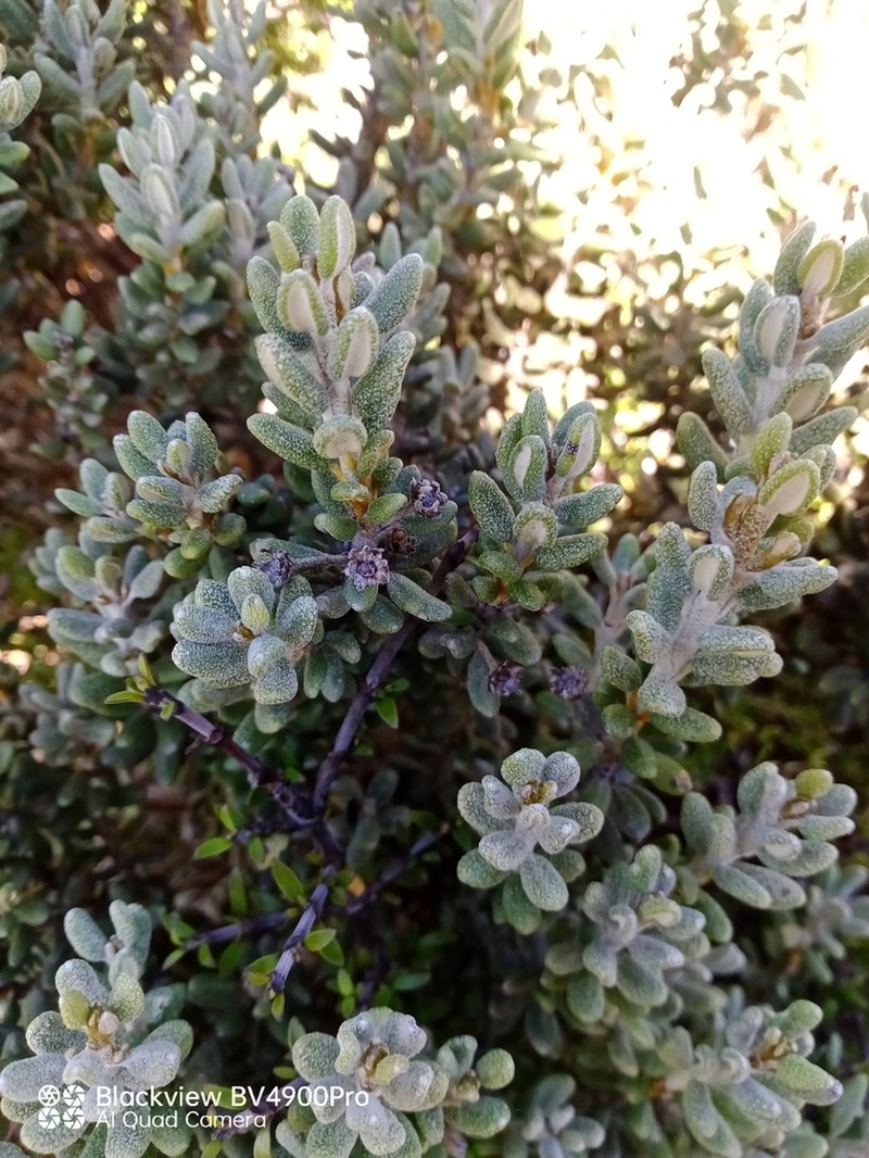 Olearia cymbifolia photo 6