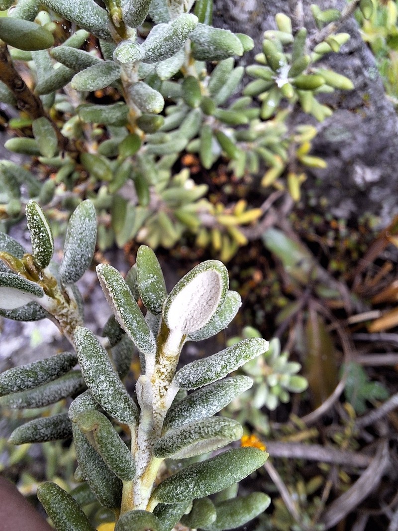 Olearia cymbifolia photo 7