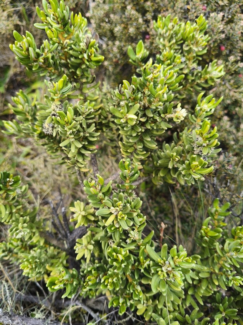 Olearia cymbifolia photo 8