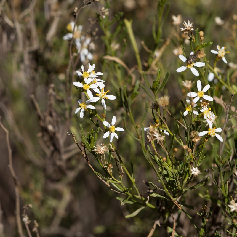 Olearia decurrens