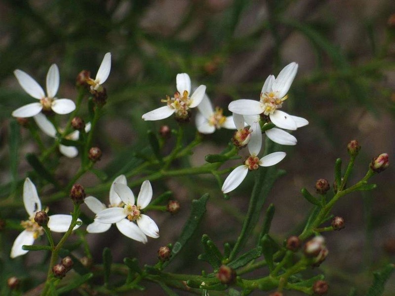 Olearia decurrens photo 2