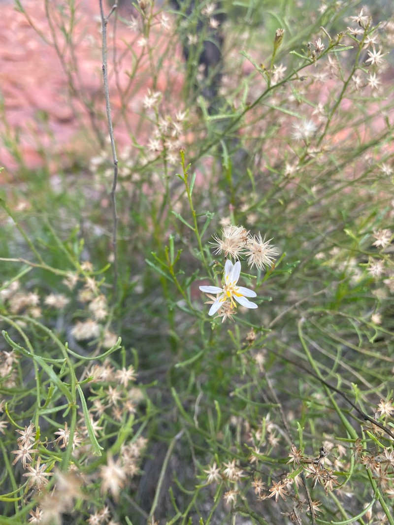 Olearia decurrens photo 3