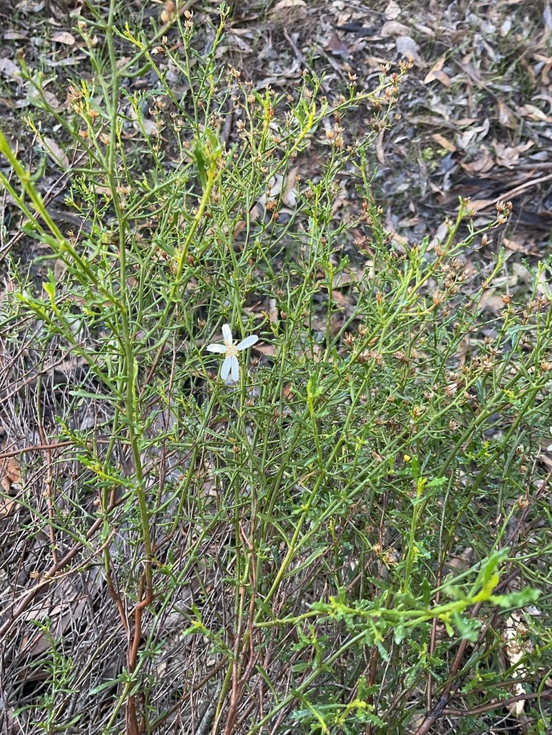 Olearia decurrens photo 4