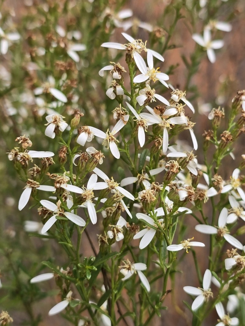 Olearia decurrens photo 5