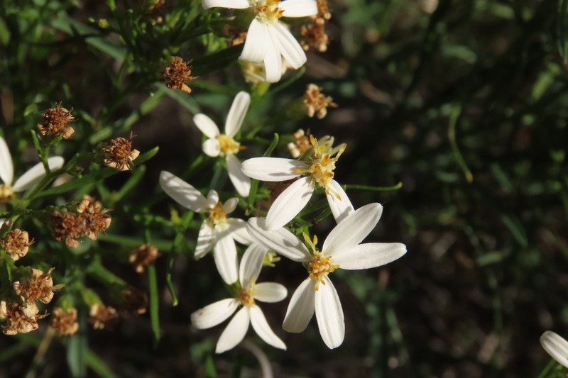 Olearia decurrens photo 6