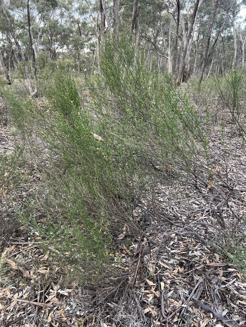 Olearia decurrens photo 7
