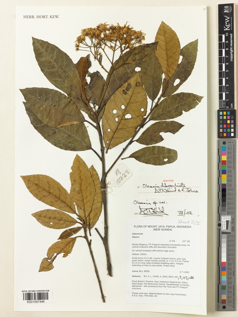 Olearia dibrachiata