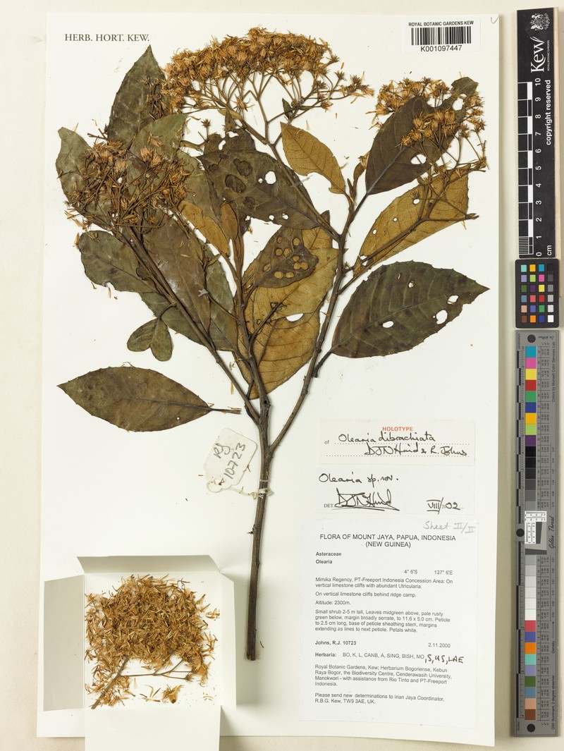 Olearia dibrachiata photo 2