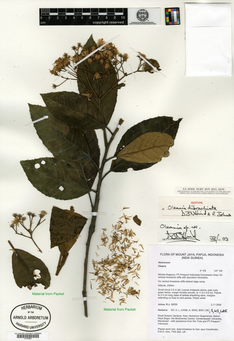 Olearia dibrachiata photo 3