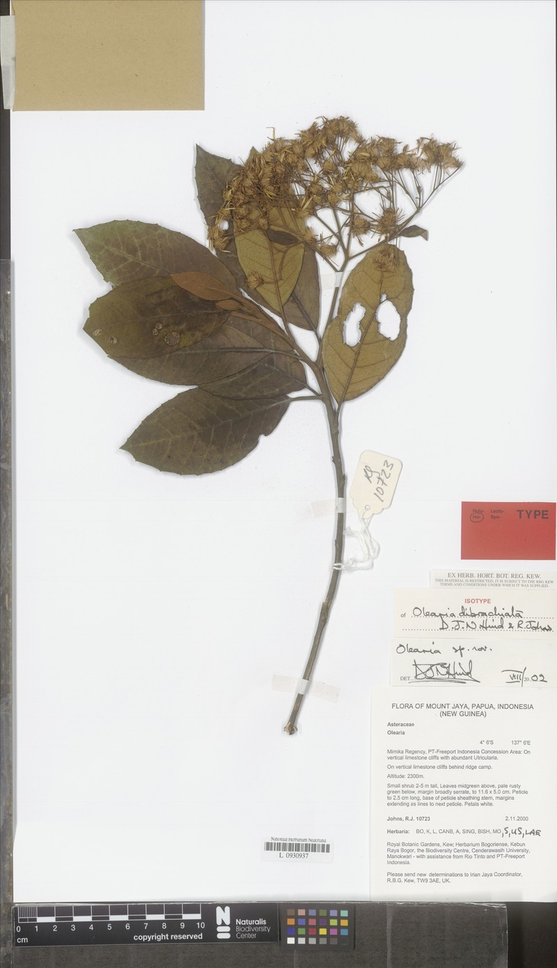 Olearia dibrachiata photo 4