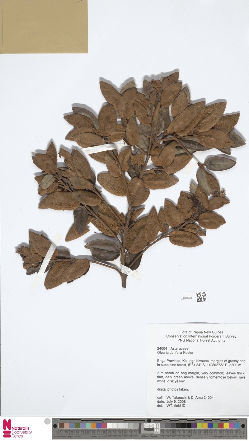 Olearia durifolia