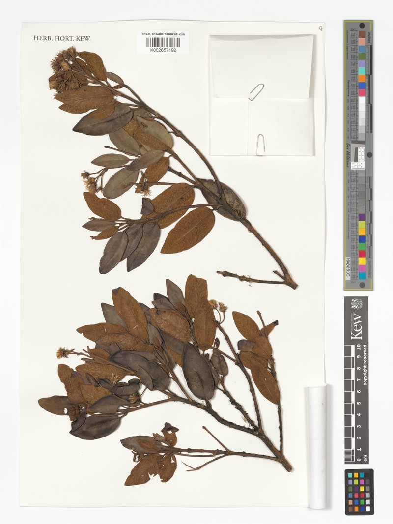 Olearia durifolia photo 2