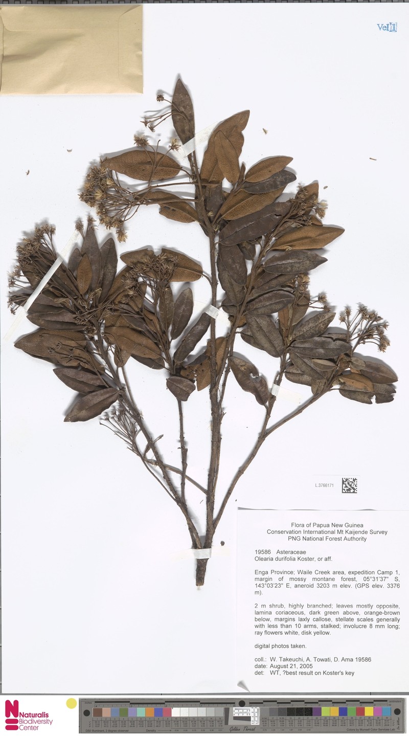 Olearia durifolia photo 3