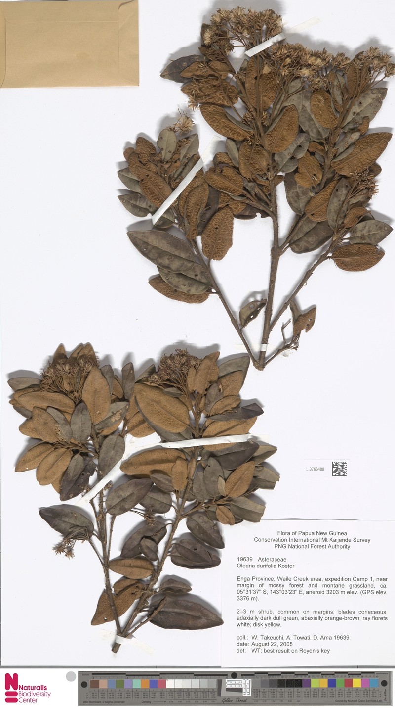 Olearia durifolia photo 4