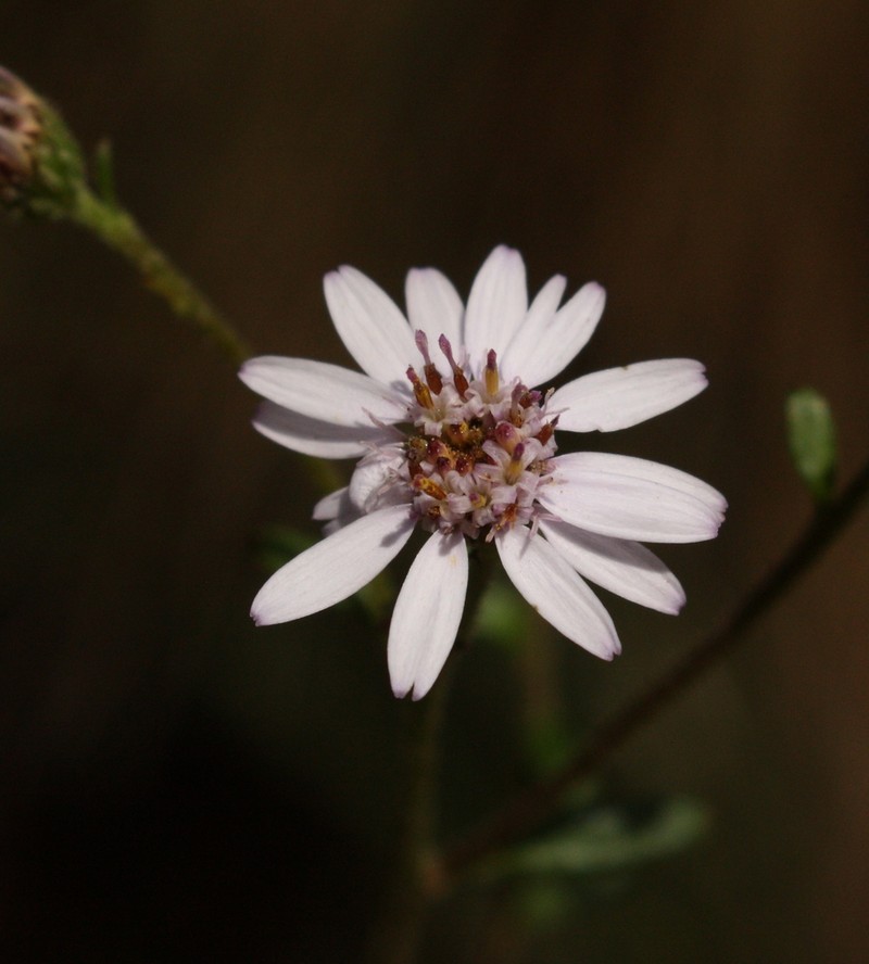 Olearia elaeophila