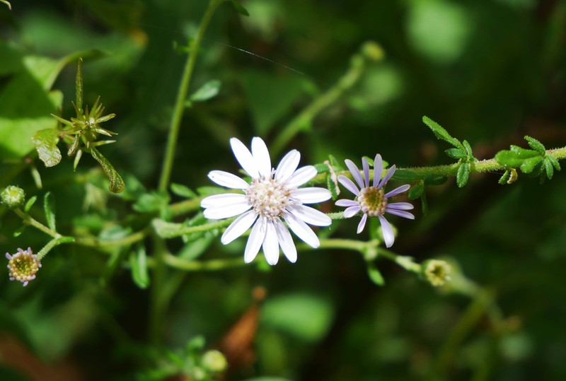 Olearia elaeophila photo 3