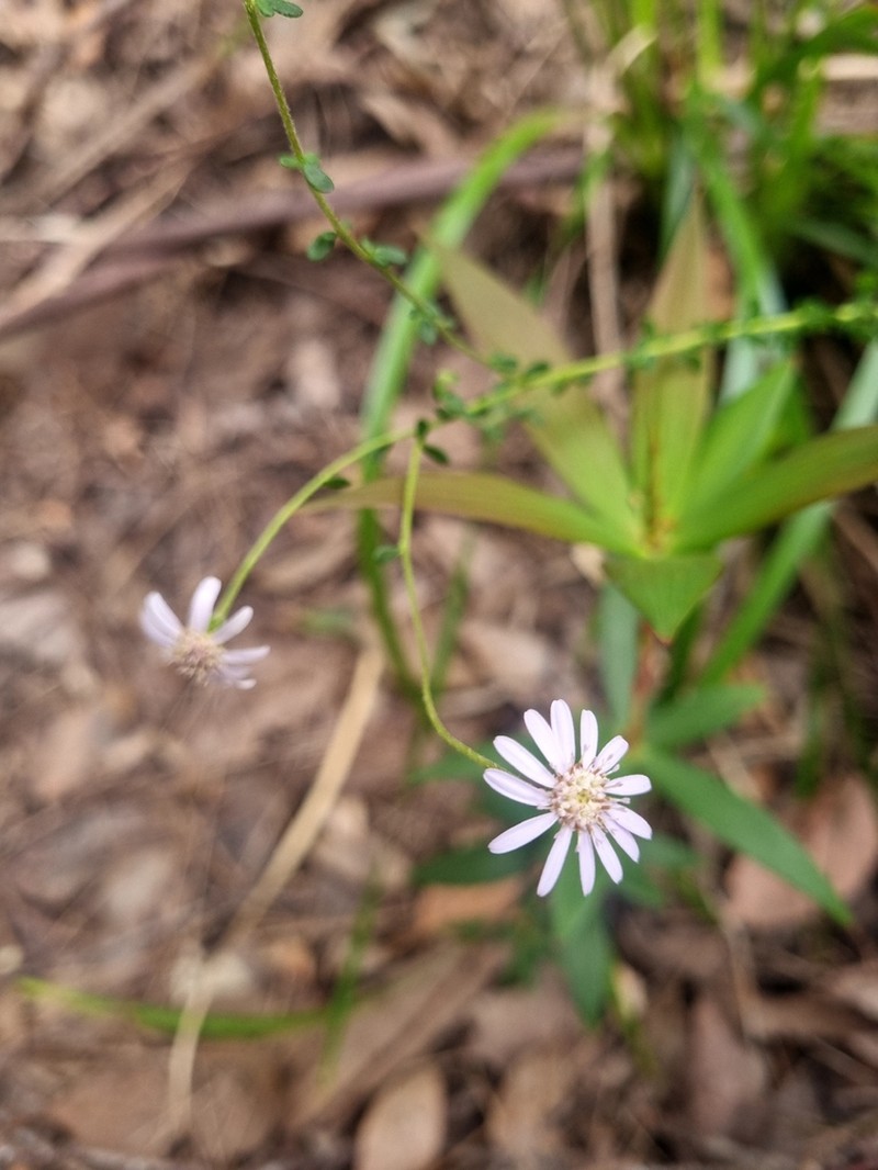 Olearia elaeophila photo 4