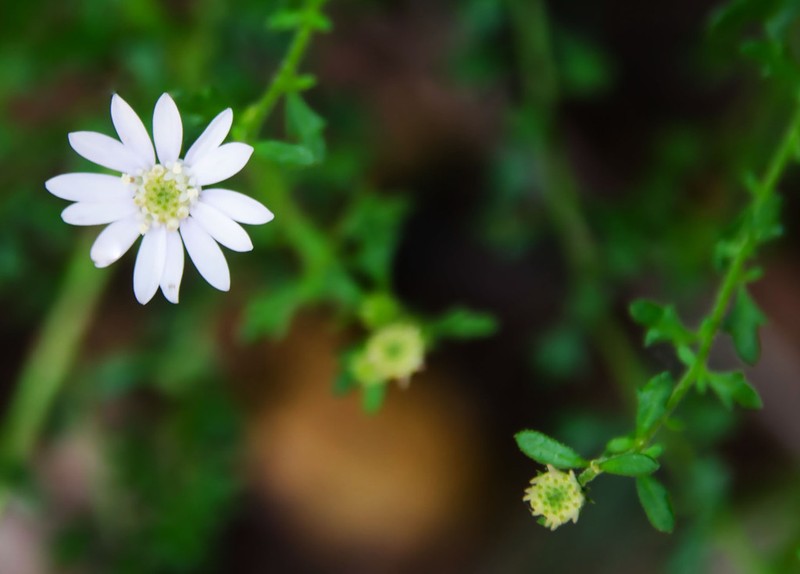 Olearia elaeophila photo 5