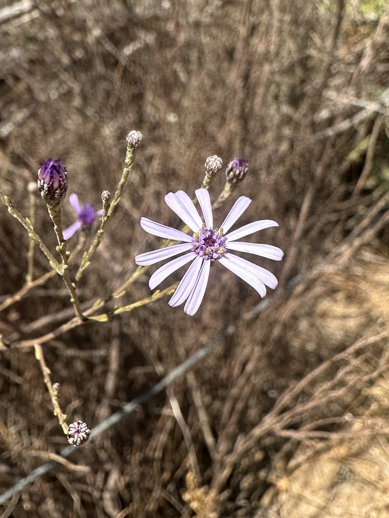 Olearia elaeophila photo 6