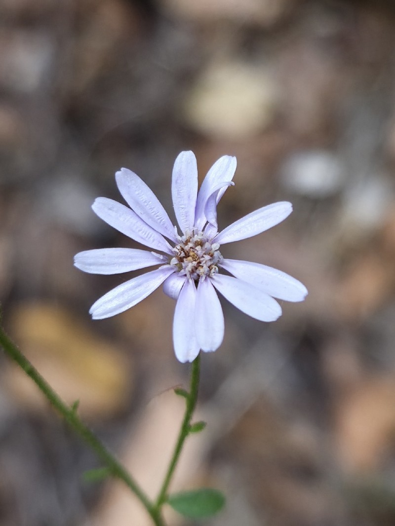Olearia elaeophila photo 7