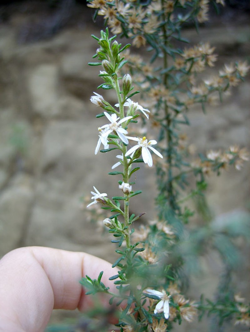 Olearia ericoides