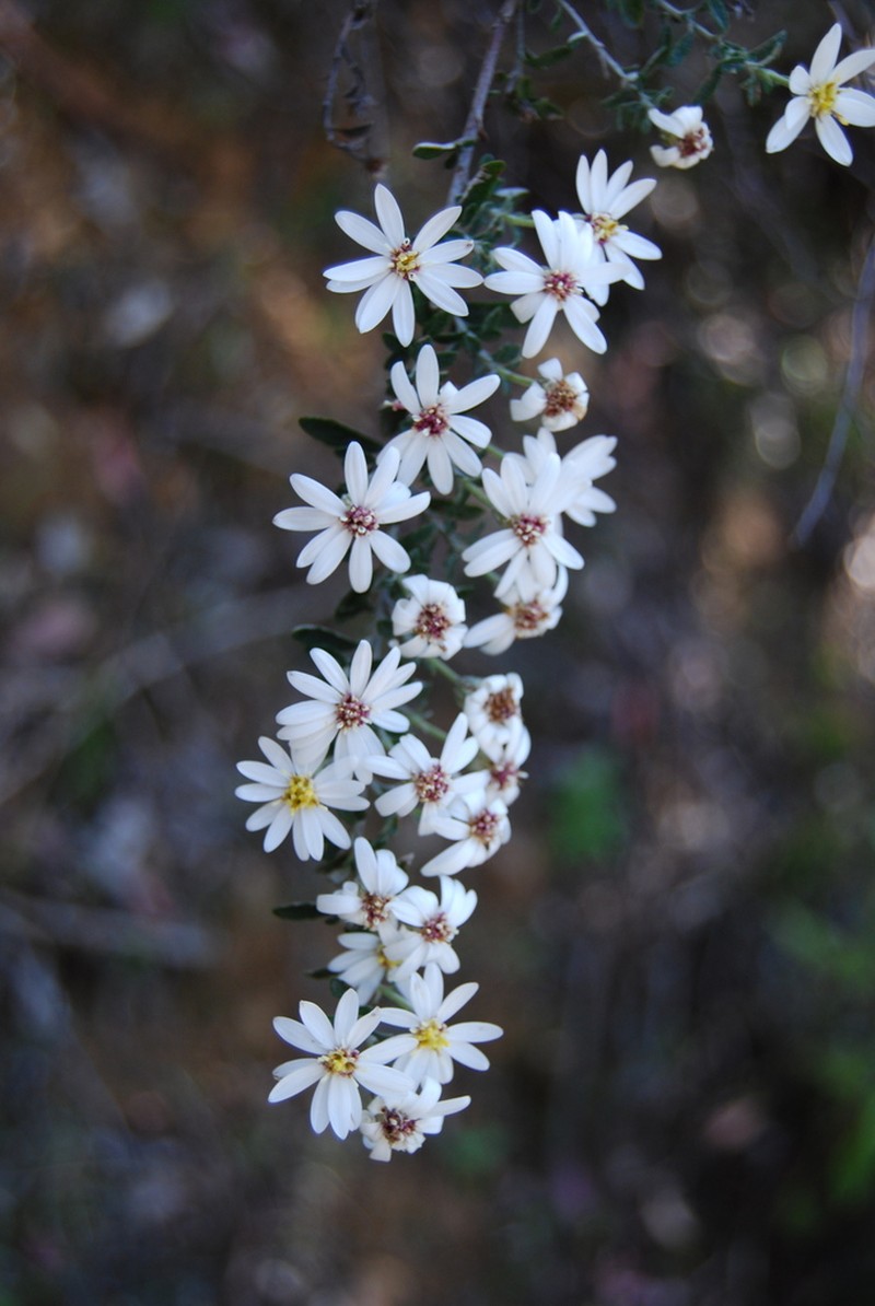 Olearia ericoides photo 2