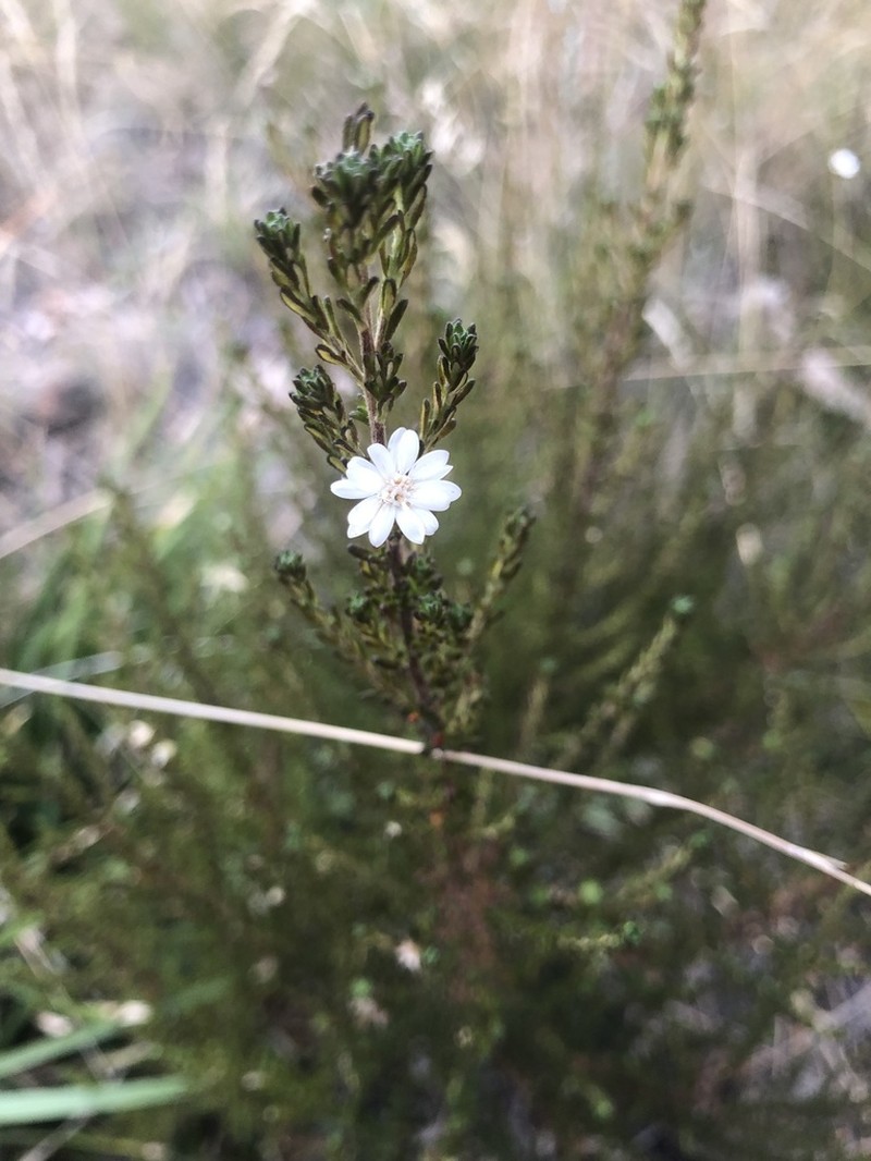 Olearia ericoides photo 3