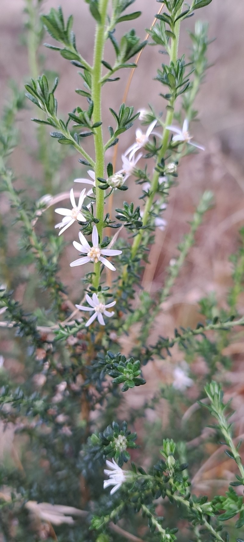 Olearia ericoides photo 4