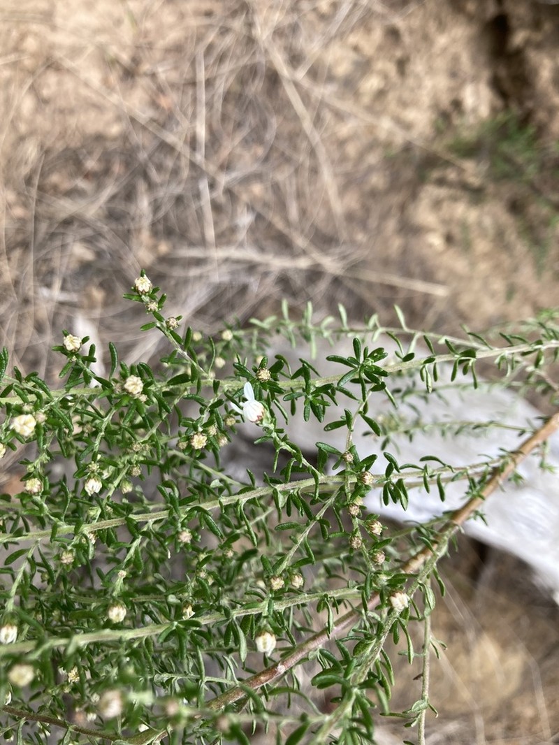 Olearia ericoides photo 5