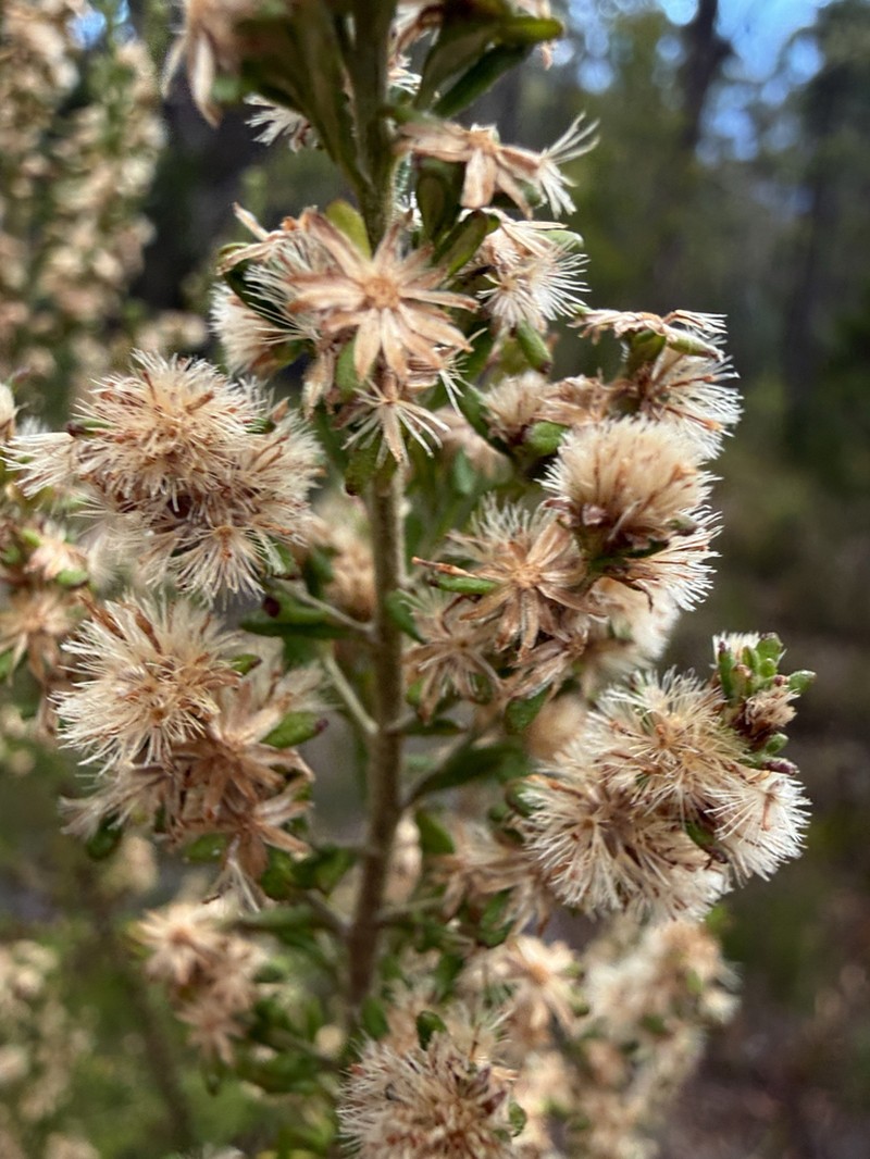 Olearia ericoides photo 6