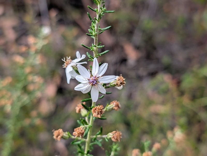 Olearia ericoides photo 7
