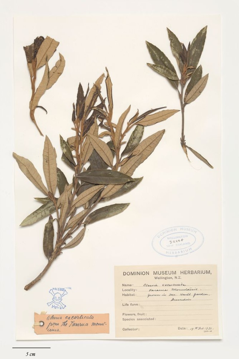 Olearia excorticata