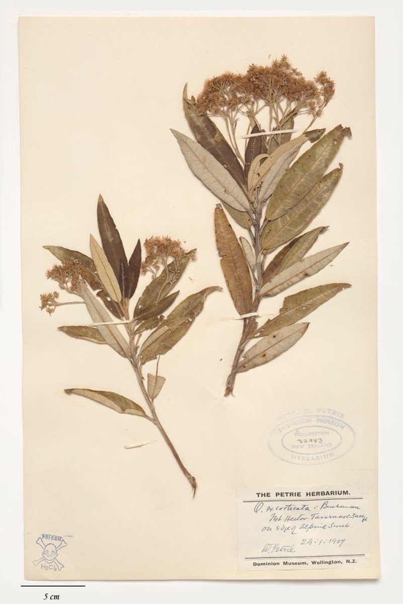 Olearia excorticata photo 2
