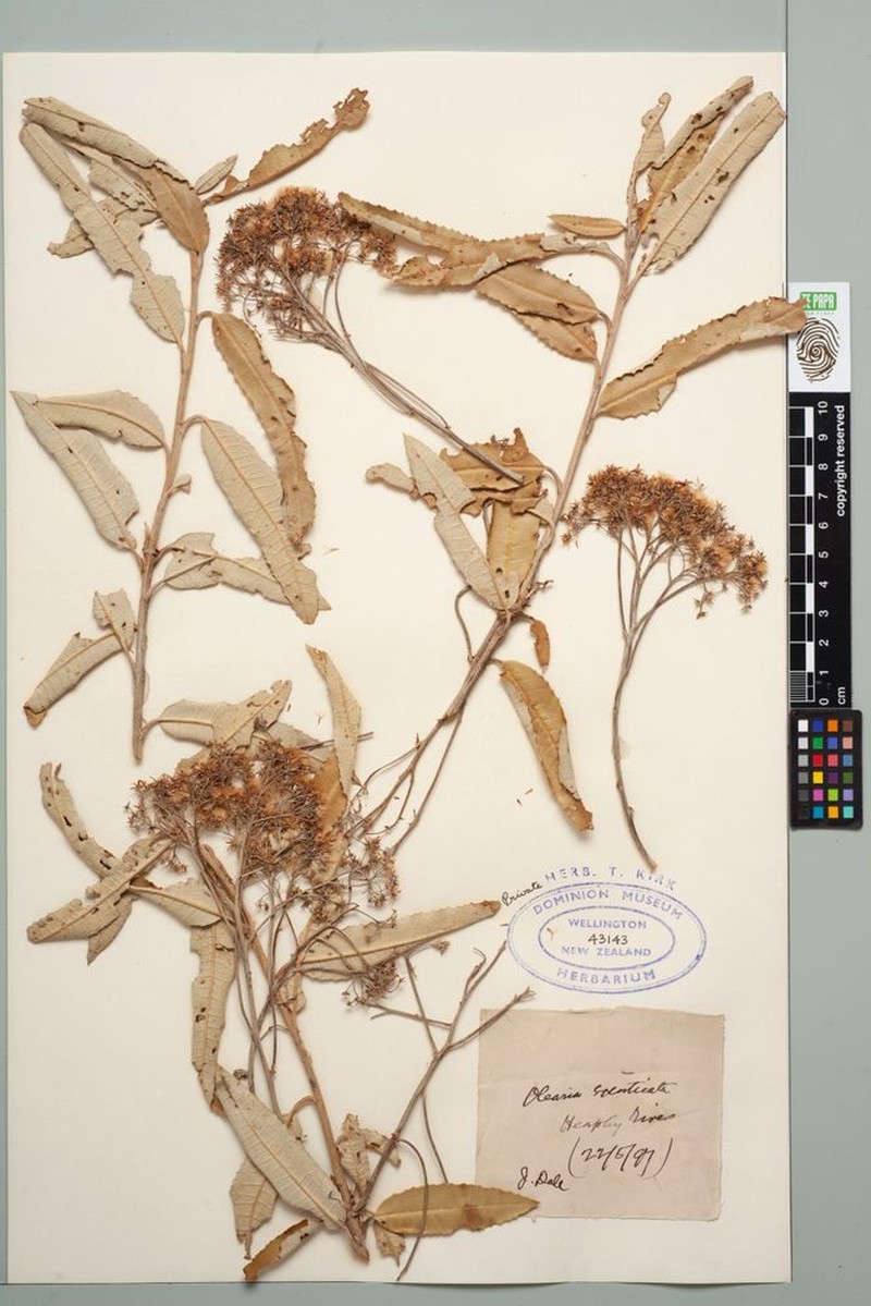 Olearia excorticata photo 3
