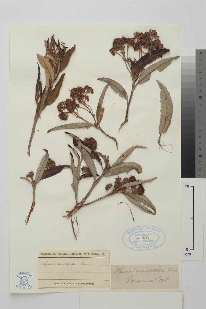 Olearia excorticata photo 4