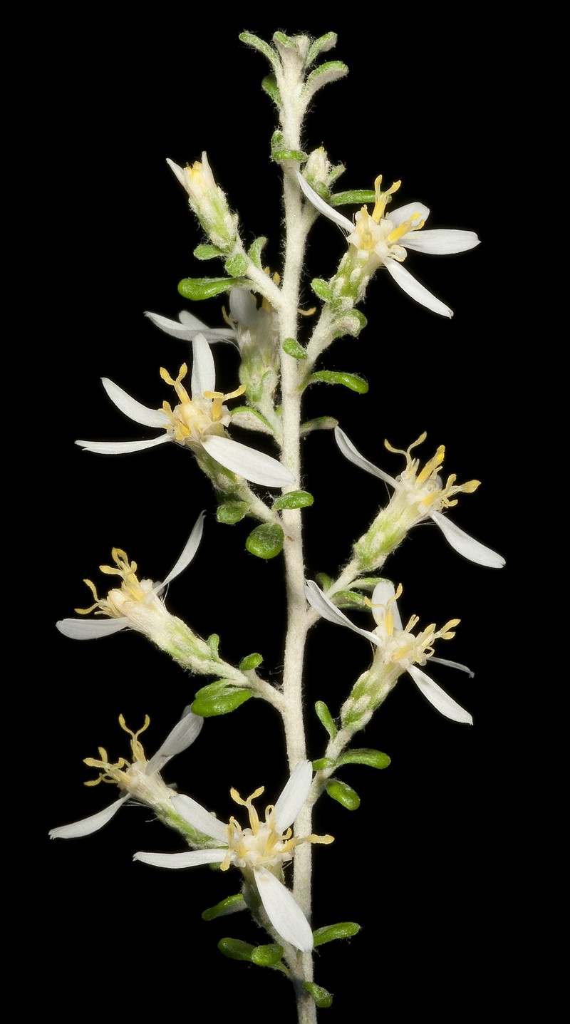 Olearia exiguifolia